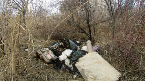 И след простыл: живущий в камышах мужчина пропал в Актау