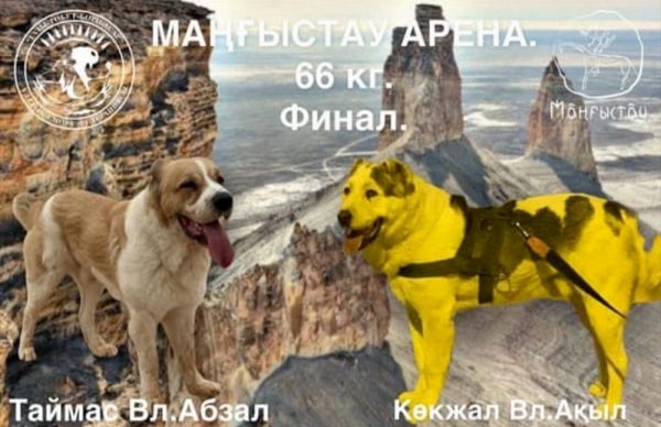 Видео собачьих боёв рассылают жители Мангистау