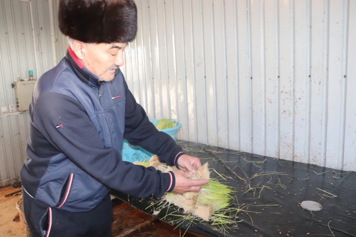 Житель Мангистауского района выращивает корма для скота методом гидропоники