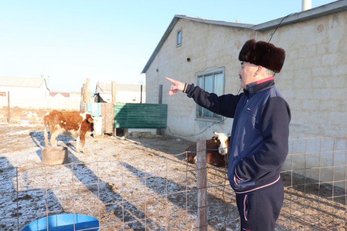 Житель Мангистауского района выращивает корма для скота методом гидропоники