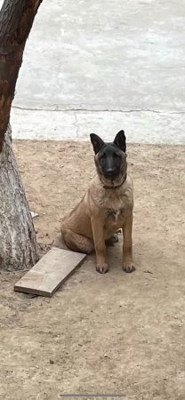 Пропала собака