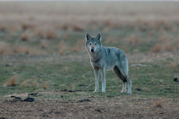 Назван лимит на отлов хищников в Мангистау