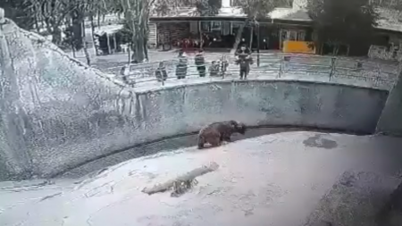 Женщина бросила ребенка в вольер к медведю в зоопарке Ташкента