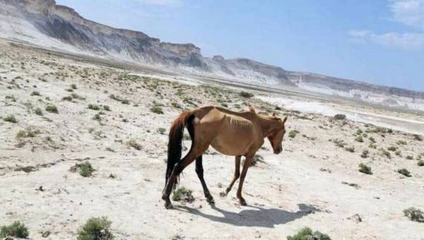 Сколько гектаров земли в Мангистау возвратили государству