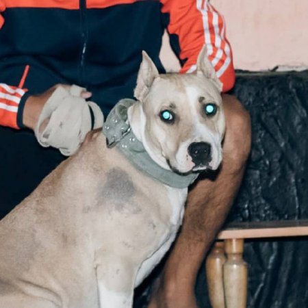 Потерялась собака