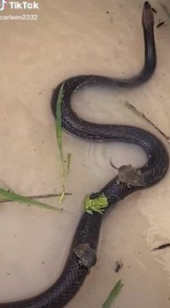 Змея, спасающая на своей спине мышей во время наводнения, удивила пользователей Сети