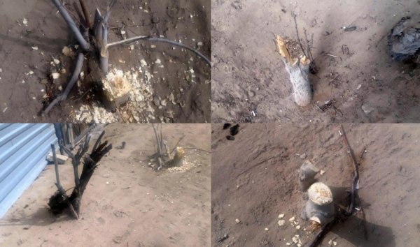 Жители сообщили о спиленных деревьях в Актау