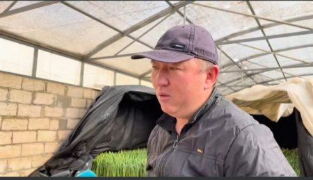 Новую партию тюльпанов к 8 Марта вырастил нефтяник из Мангистау