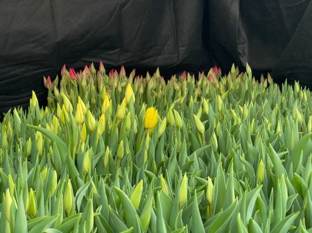 Новую партию тюльпанов к 8 Марта вырастил нефтяник из Мангистау