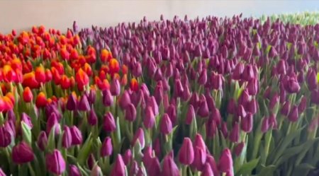Новую партию тюльпанов к 8 Марта вырастил нефтяник из Мангистау