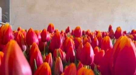 Новую партию тюльпанов к 8 Марта вырастил нефтяник из Мангистау