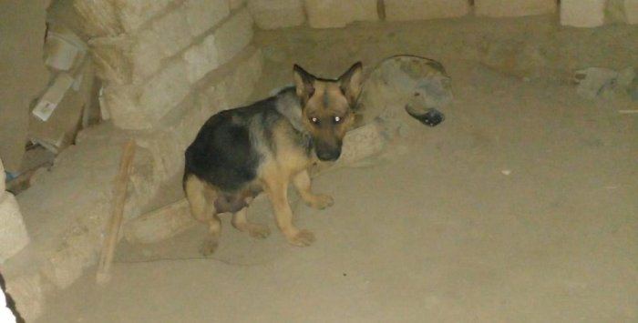 Спасатели Мангистау достали провалившегося в уличный туалет щенка