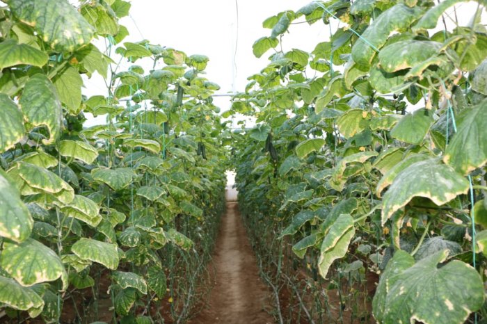 Житель Каракиянского района выращивает в своей теплице  более тонны огурцов в месяц