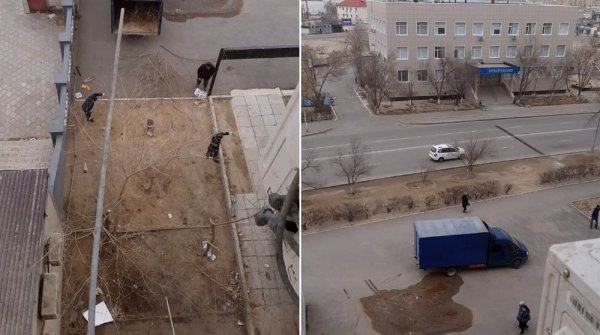 Деревья спилили в Актау для строительства: Владелица участка обязалась высадить 30 саженцев