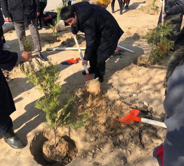 Саженцы туи высадили в сквере Актау