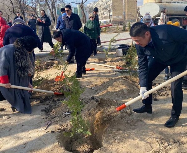 Саженцы туи высадили в сквере Актау