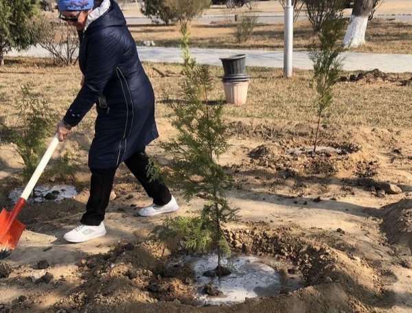 Саженцы туи высадили в сквере Актау