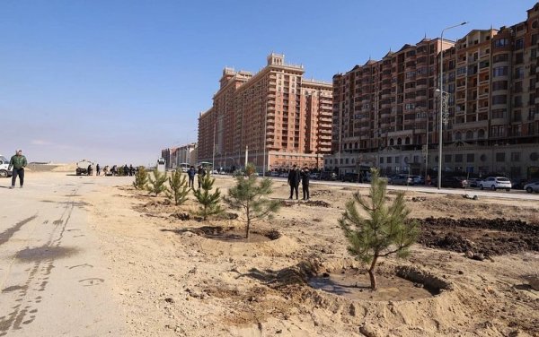 Крымские сосны высадили на месте погибших тополей в Актау: кто займется уходом?