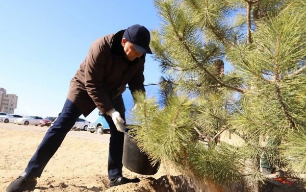 Крымские сосны высадили на месте погибших тополей в Актау: кто займется уходом?