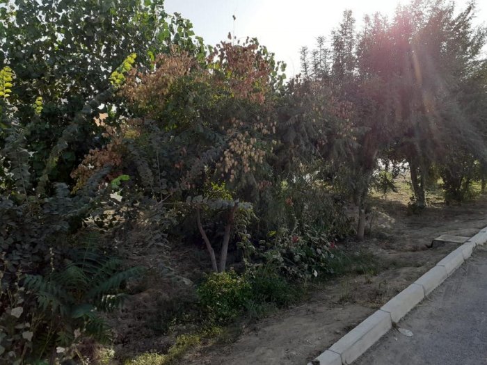 Деревья не троньте! Из-за строительства остановки житель Актау боится за вырубку зеленых насаждений