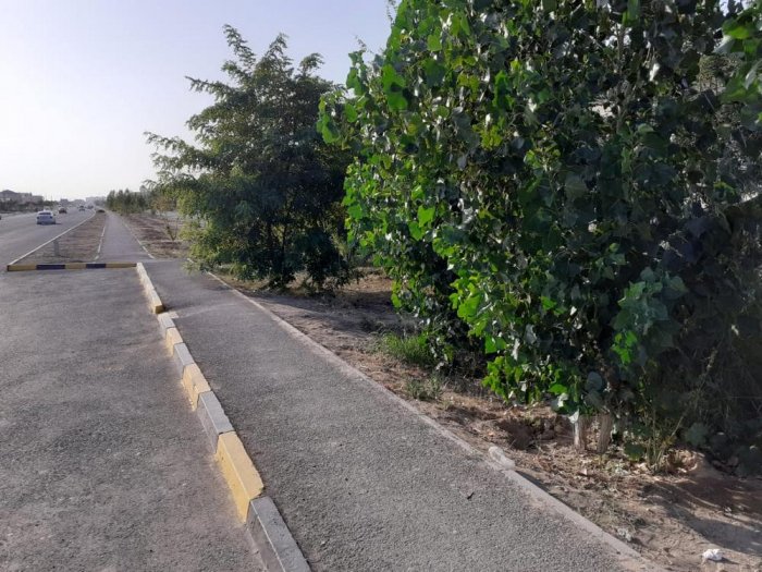 Деревья не троньте! Из-за строительства остановки житель Актау боится за вырубку зеленых насаждений