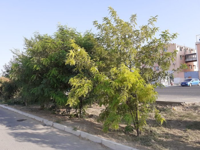 Деревья не троньте! Из-за строительства остановки житель Актау боится за вырубку зеленых насаждений