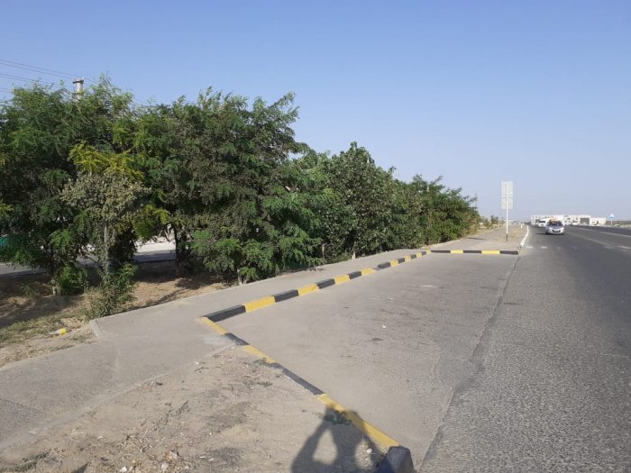 Деревья не троньте! Из-за строительства остановки житель Актау боится за вырубку зеленых насаждений