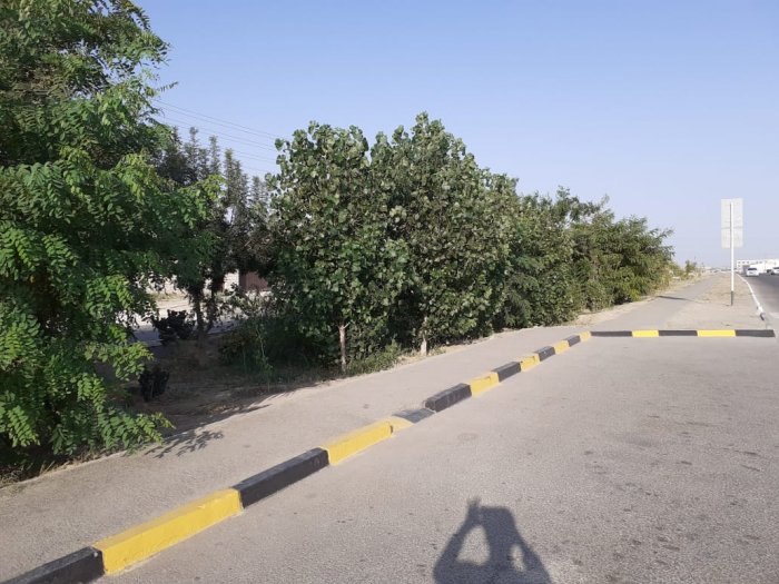 Деревья не троньте! Из-за строительства остановки житель Актау боится за вырубку зеленых насаждений