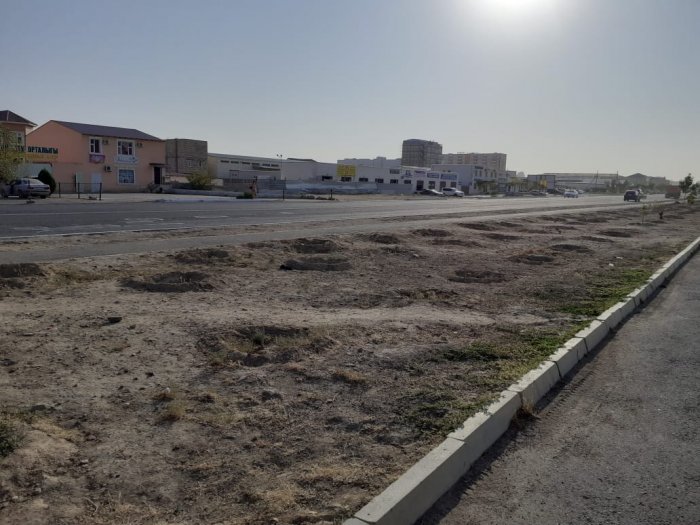 Деревья не троньте! Из-за строительства остановки житель Актау боится за вырубку зеленых насаждений