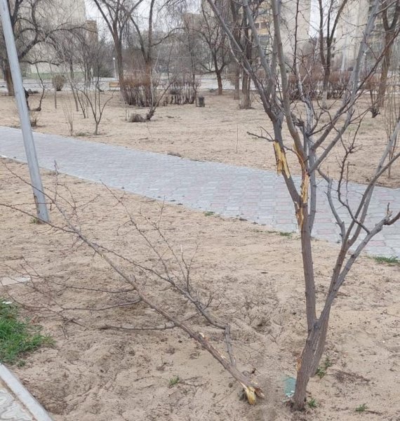 Деревья продолжают ломать в парке Актау