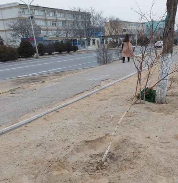 Деревья продолжают ломать в парке Актау