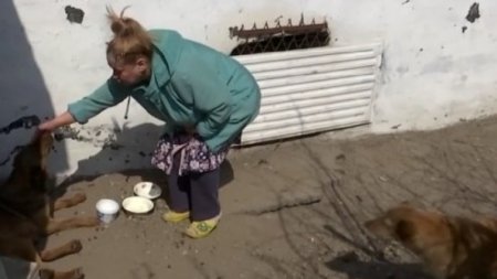 Кормила бездомную собаку: пенсионерку оштрафовали на 15 тысяч тенге