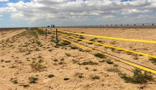 Мангистау в лидерах по количеству ДТП из-за скота