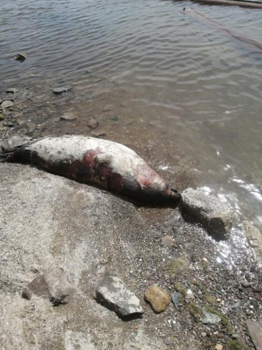 Причина гибели не установлена: на побережье Каспийского моря обнаружено 94 туши мертвых тюленей