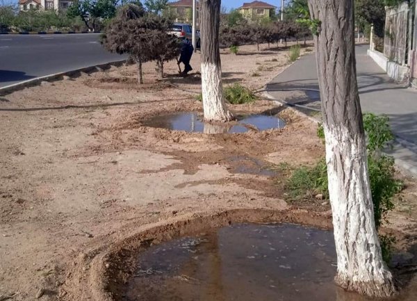 Полив стартовал в Актау