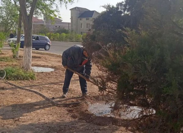 Полив стартовал в Актау