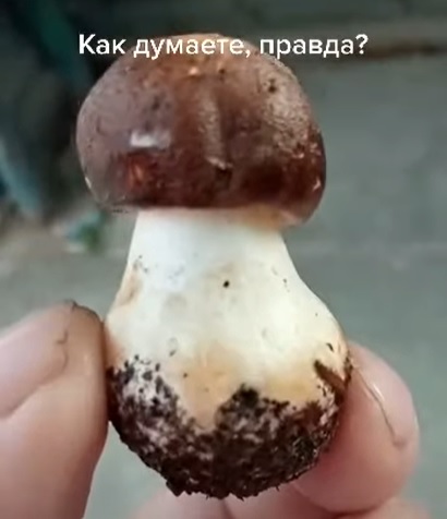Житель Актау обнаружил белый гриб