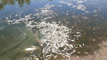 Полтонны мертвой рыбы собрали в озере в Атырауской области