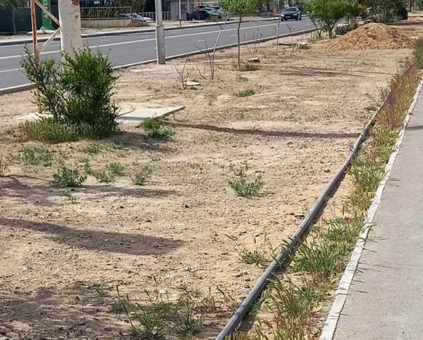 Горожане возмущены отсутствием полива деревьев в Актау