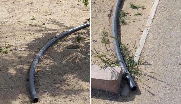 Горожане возмущены отсутствием полива деревьев в Актау