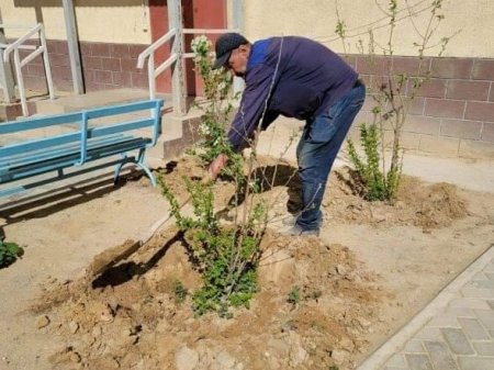 Полив - неразрешимая задача для властей Актау? Жители самостоятельно озеленяют дворы
