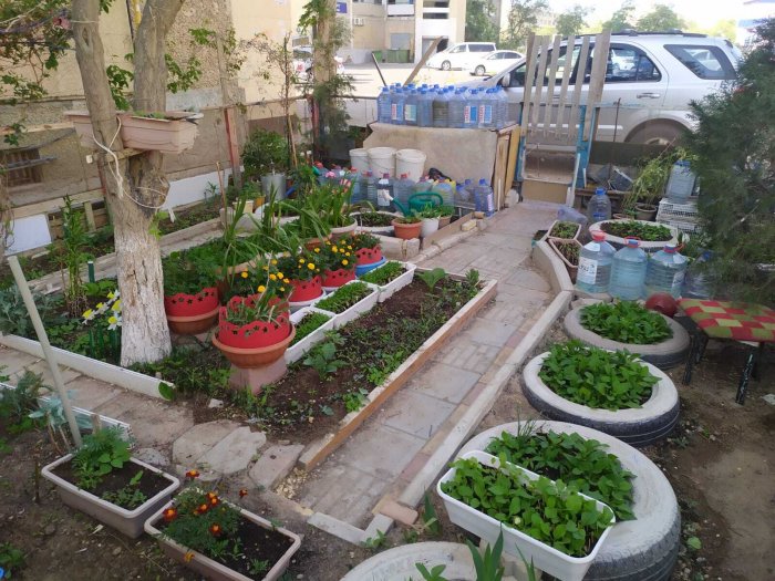 Полив - неразрешимая задача для властей Актау? Жители самостоятельно озеленяют дворы