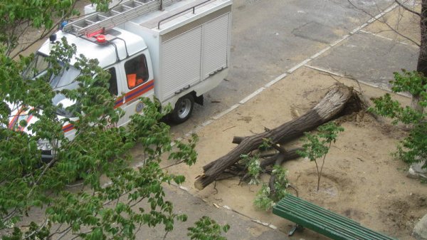 Дерево зажало внедорожник в Актау