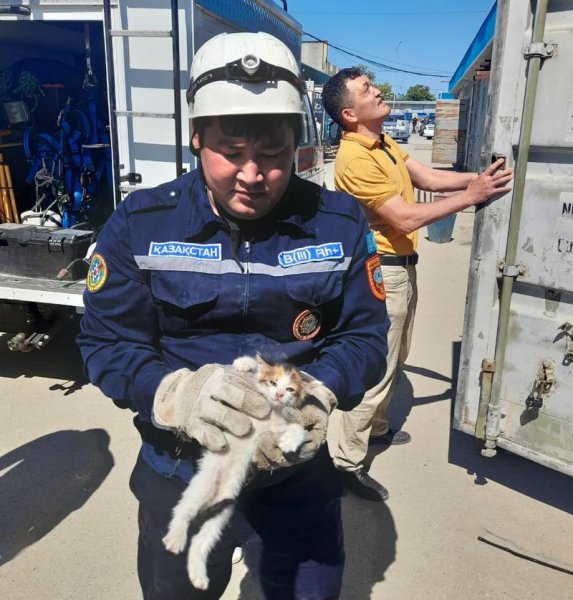 Актауские спасатели помогли котенку