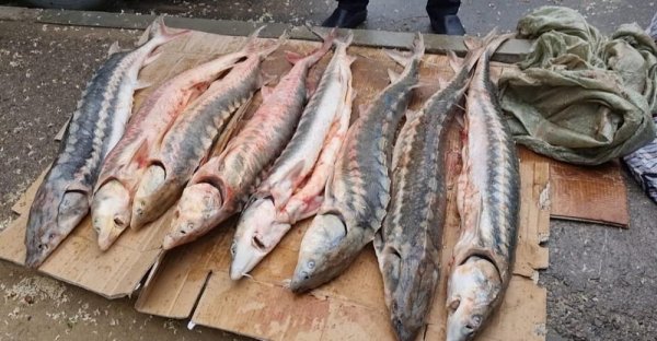 Полиция обнаружила десять осетров в автомобиле в Актау