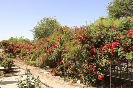 Нурлан Ногаев поручил активно применять научно-практический  подход при озеленении города Актау