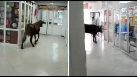 Корова зашла приодеться в торговый центр в Семее