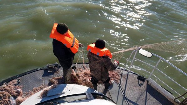 Более 700 осетров спасли на Каспии