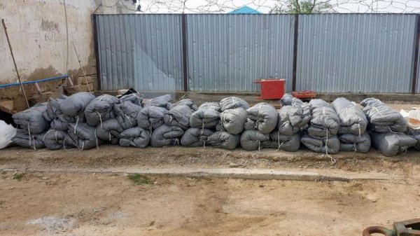 Более 700 осетров спасли на Каспии