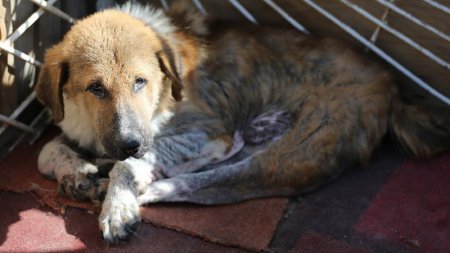 «Искусали с ног до головы»: в Актобе 15 собак напали на девочку